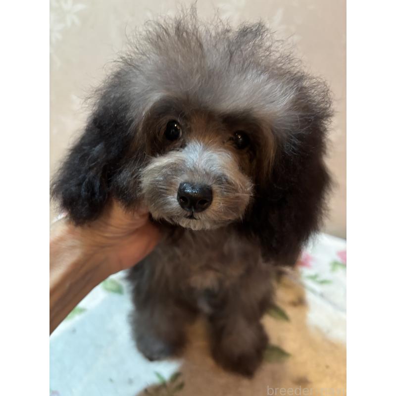 販売中の宮崎県のティーカッププードル-428635の2枚目