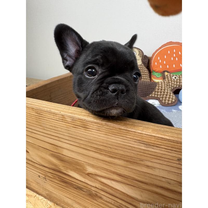 販売中の群馬県のフレンチブルドッグ-428633の7枚目