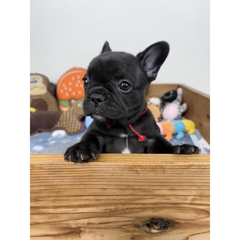 販売中の群馬県のフレンチブルドッグ-428633の6枚目