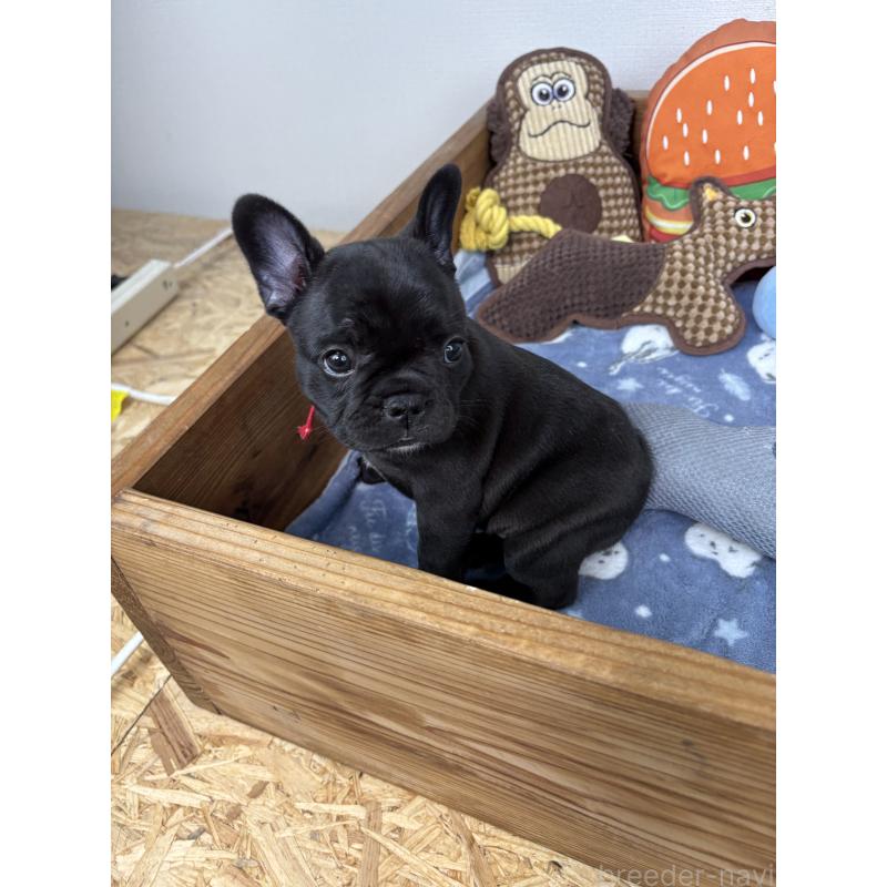 販売中の群馬県のフレンチブルドッグ-428633の5枚目