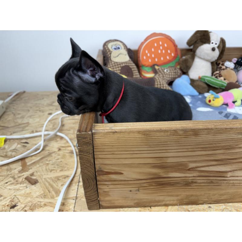 販売中の群馬県のフレンチブルドッグ-428633の4枚目