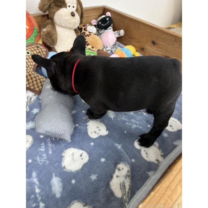 販売中の群馬県のフレンチブルドッグ-428633の3枚目