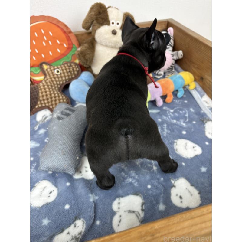 販売中の群馬県のフレンチブルドッグ-428633の2枚目