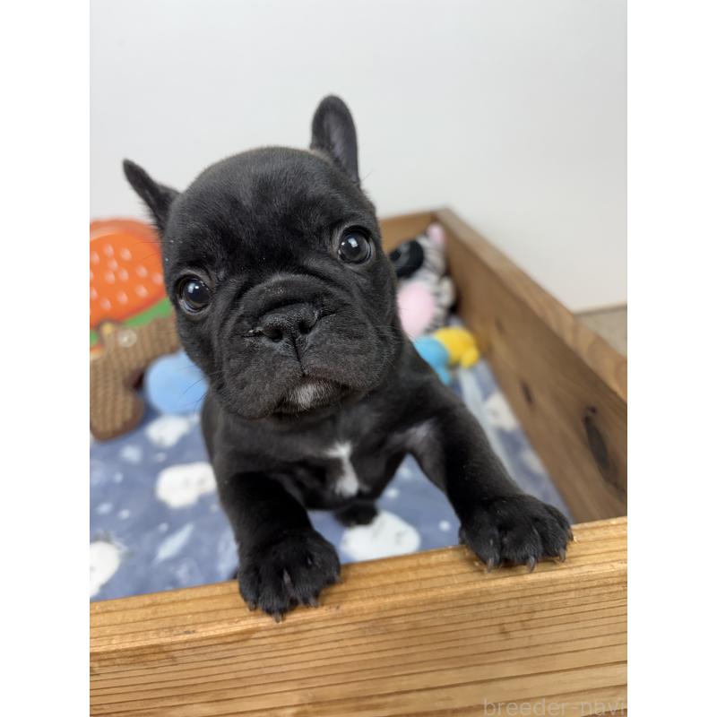 販売中の群馬県のフレンチブルドッグ-428634の5枚目