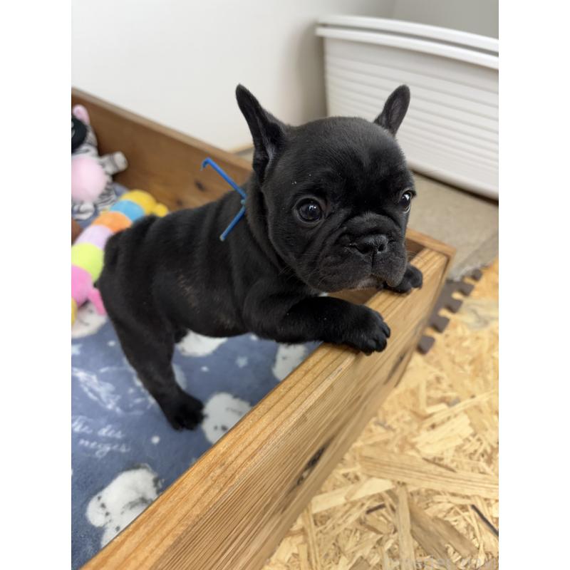 販売中の群馬県のフレンチブルドッグ-428634の4枚目