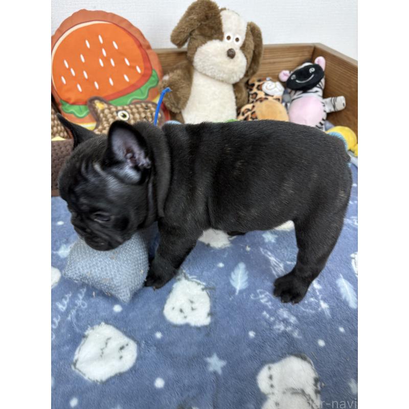 販売中の群馬県のフレンチブルドッグ-428634の3枚目