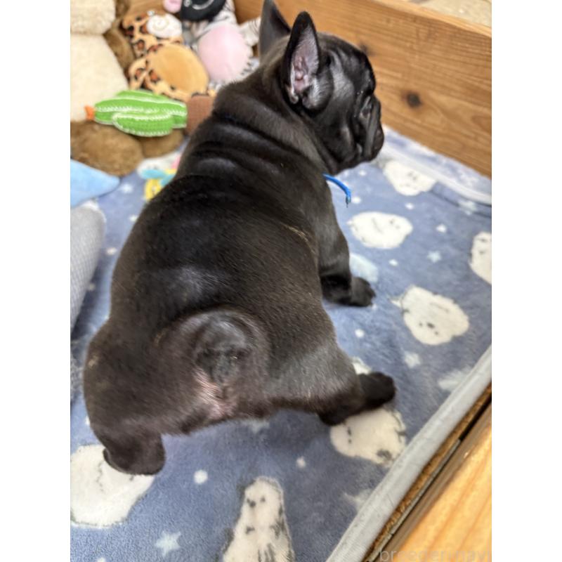 販売中の群馬県のフレンチブルドッグ-428634の2枚目