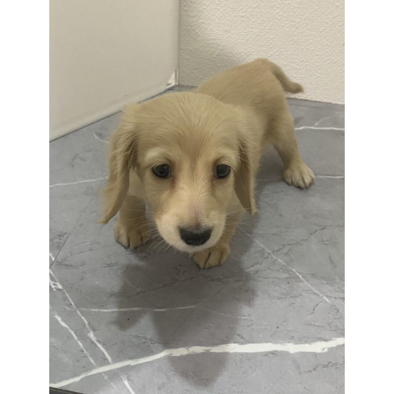 成約済の宮崎県のミニチュアダックスフンド(ロングヘアード)-428347の4枚目