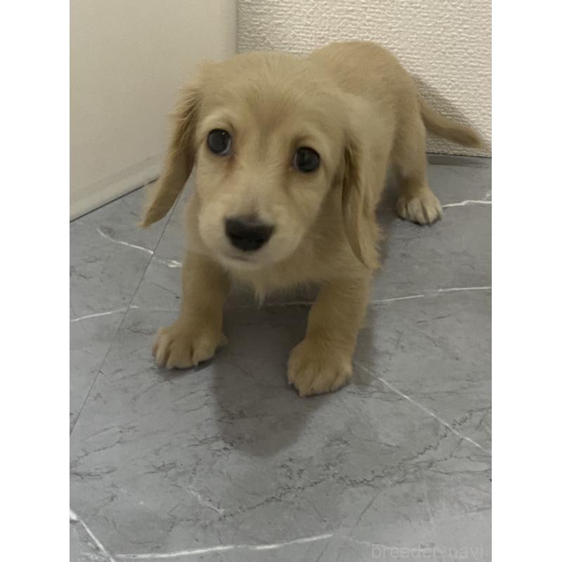 成約済の宮崎県のミニチュアダックスフンド(ロングヘアード)-428347の3枚目