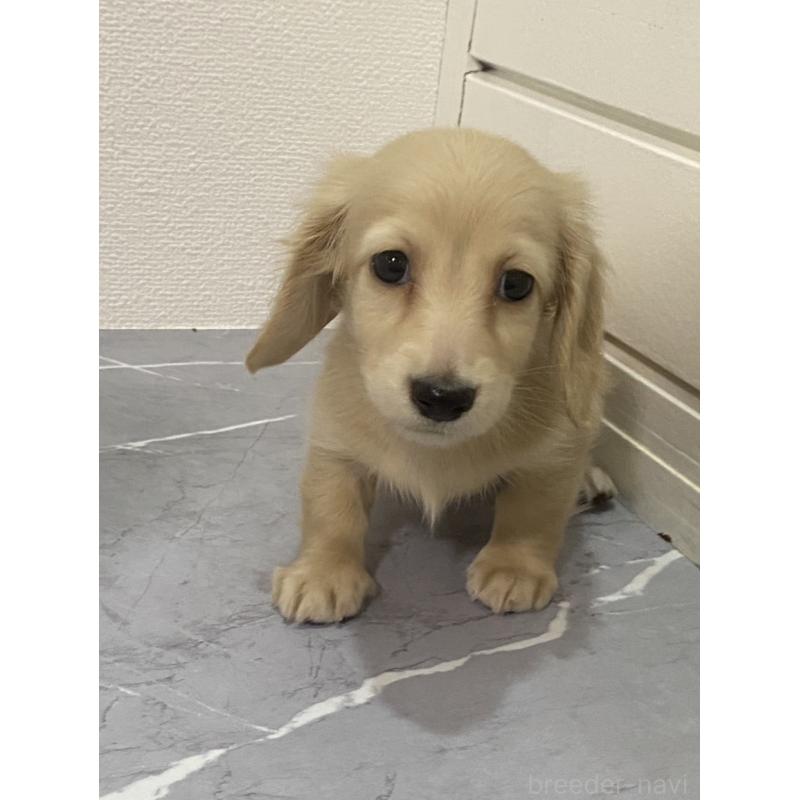 販売中の宮崎県のミニチュアダックスフンド(ロングヘアード)-428347