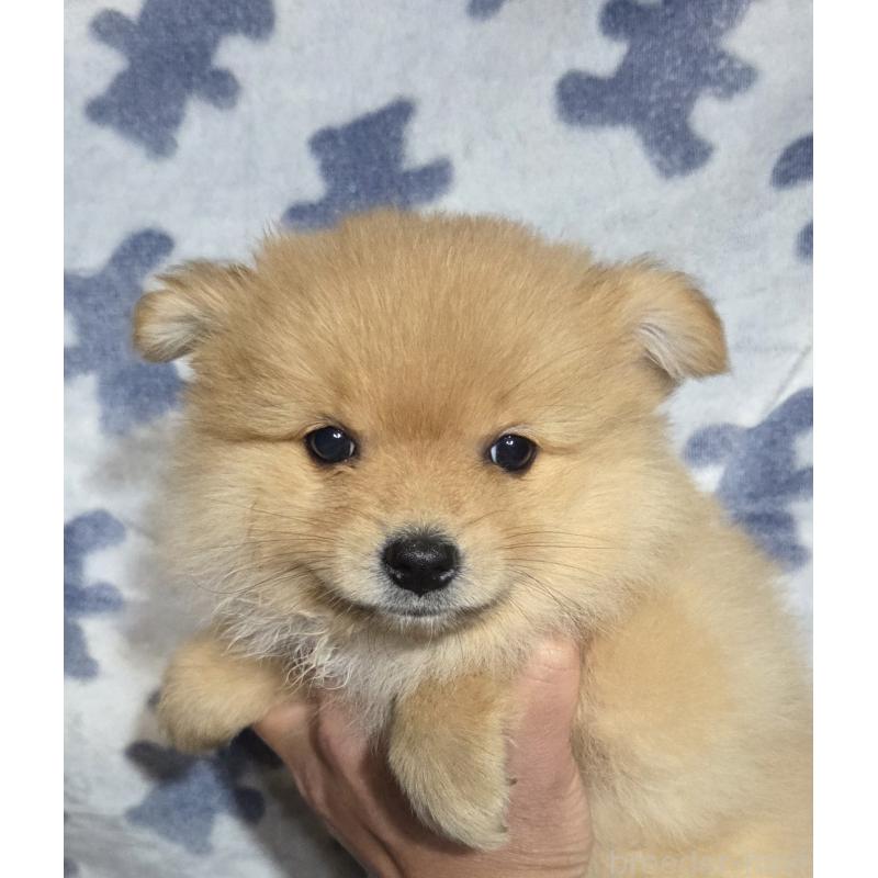 販売中の福岡県のポメラニアン-421061の2枚目