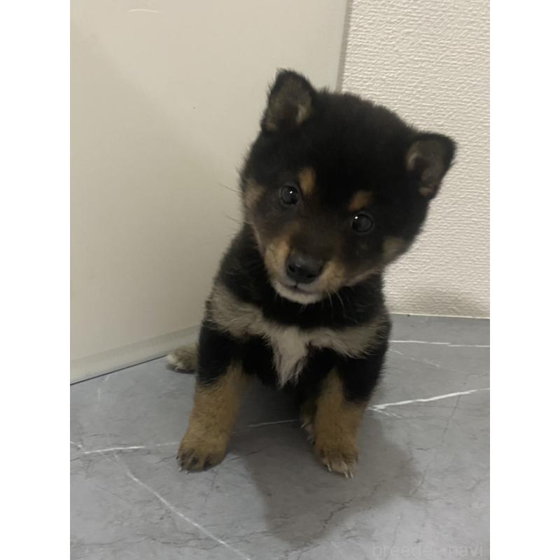 販売中の宮崎県の豆柴-428396