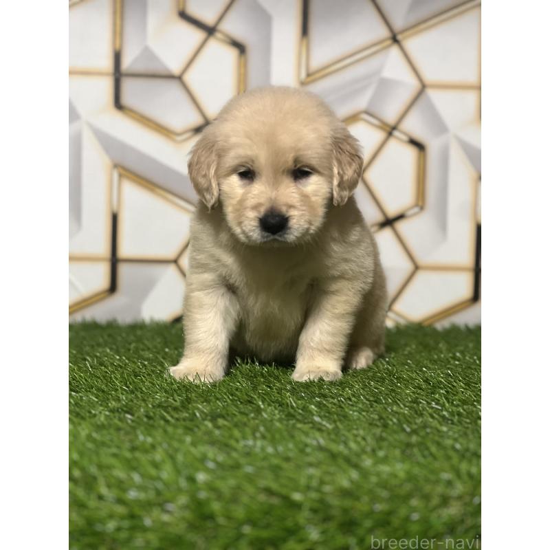 販売中の静岡県のゴールデンレトリーバー-428636の8枚目