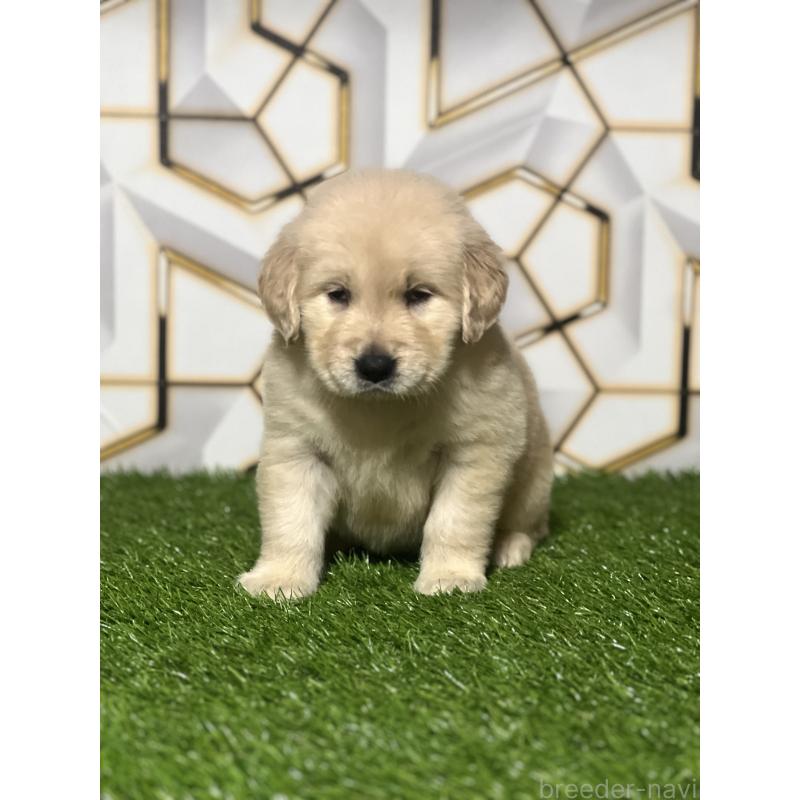 販売中の静岡県のゴールデンレトリーバー-428636の7枚目