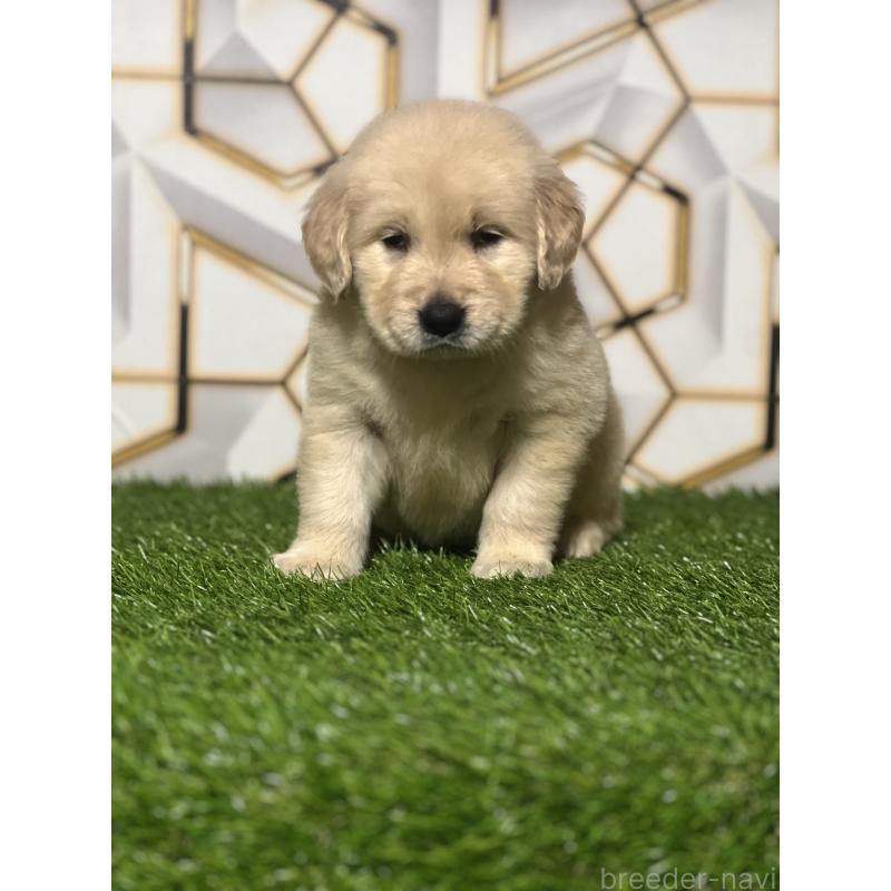 販売中の静岡県のゴールデンレトリーバー-428636の6枚目