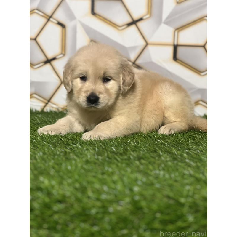 販売中の静岡県のゴールデンレトリーバー-428636の5枚目
