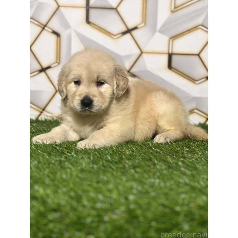 販売中の静岡県のゴールデンレトリーバー-428636の4枚目