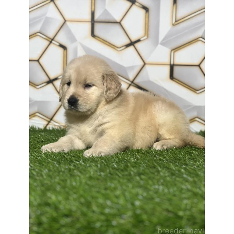 販売中の静岡県のゴールデンレトリーバー-428636の3枚目