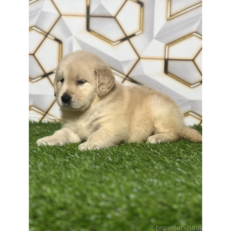 販売中の静岡県のゴールデンレトリーバー-428636の2枚目