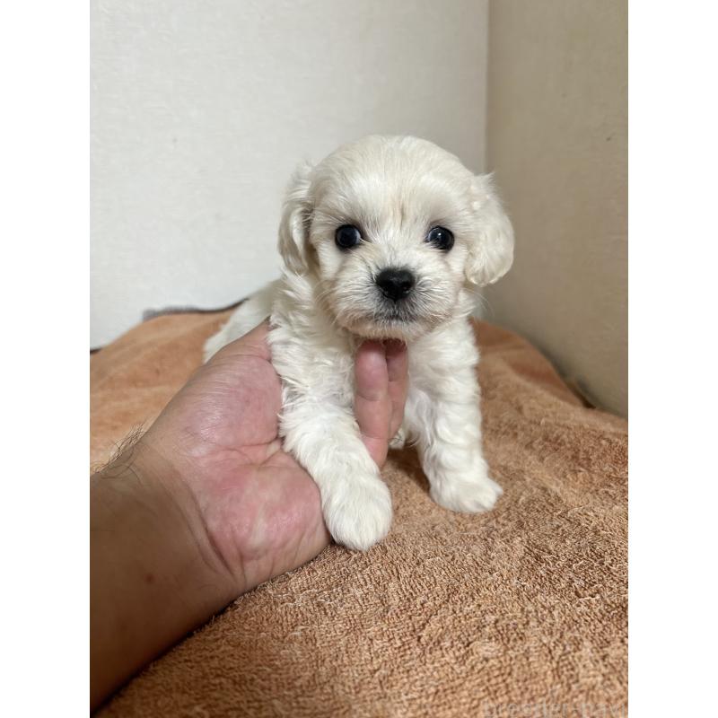 販売中の埼玉県のミックス犬-428638の1枚目