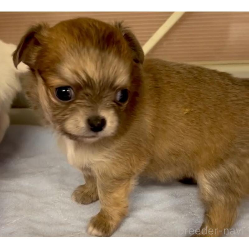 販売中の神奈川県のチワワ(ロングコート)-429772の5枚目