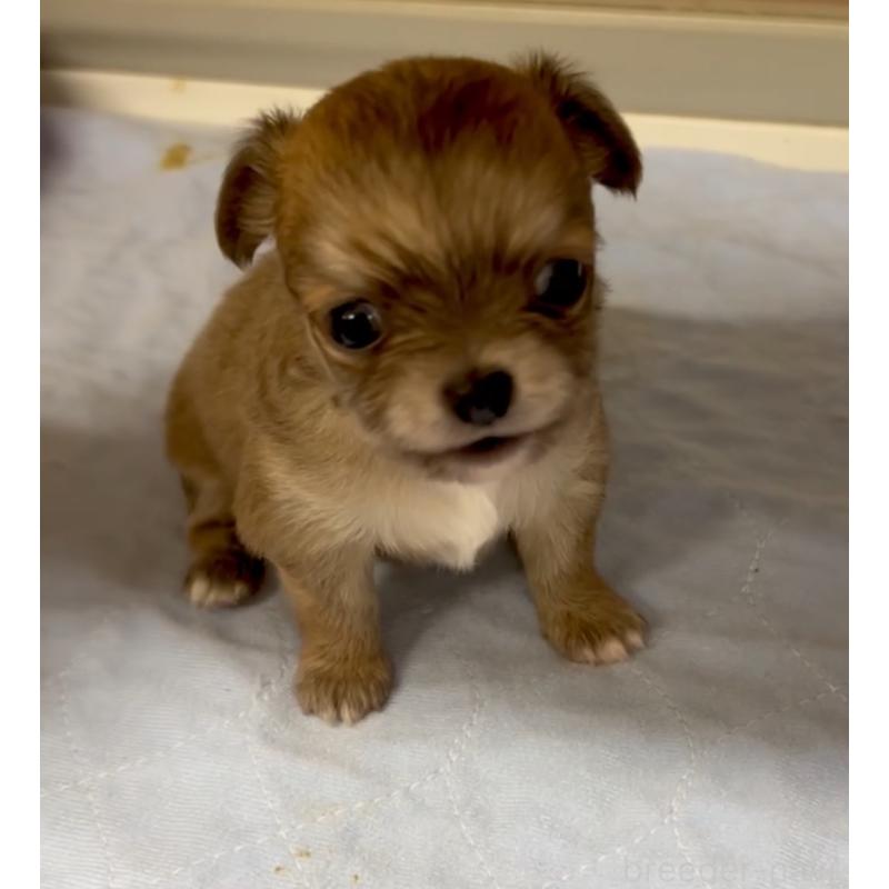 販売中の神奈川県のチワワ(ロングコート)-429772の4枚目