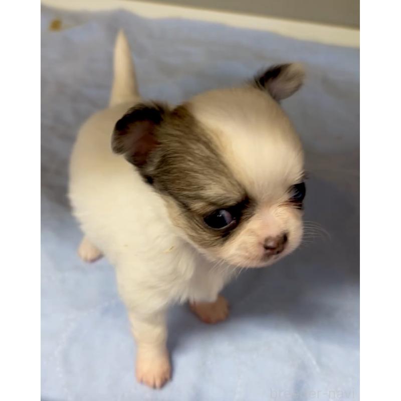 販売中の神奈川県のチワワ(ロングコート)-429763の2枚目