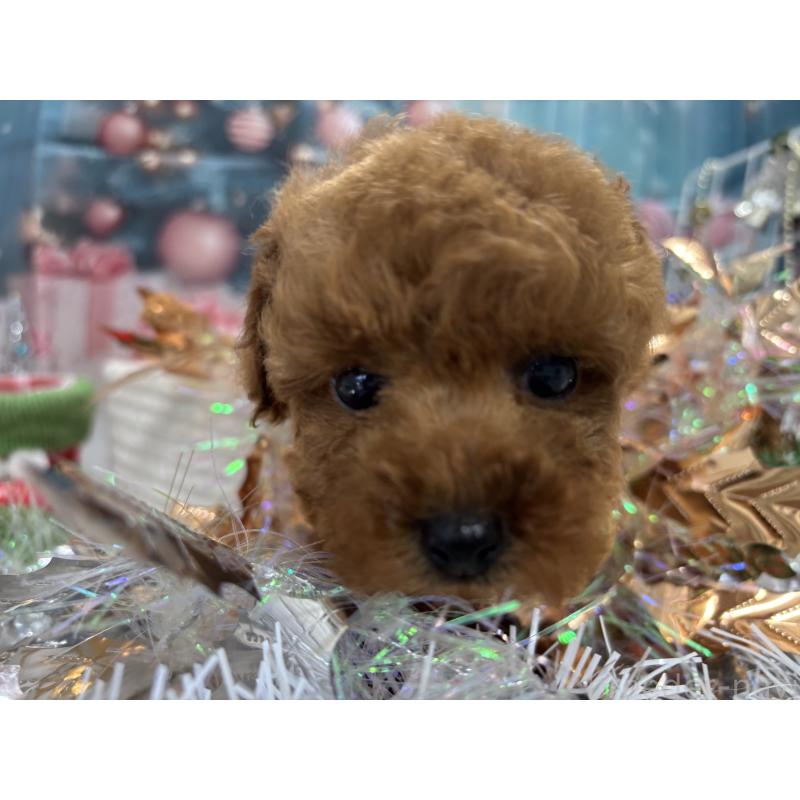 成約済の栃木県のトイプードル-423580の1枚目