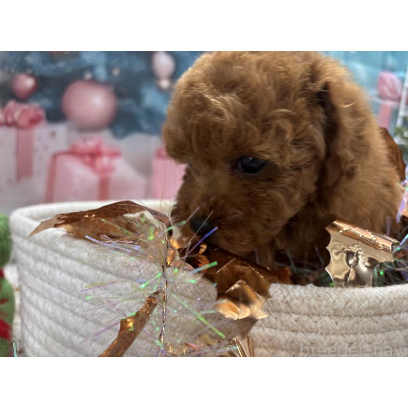 成約済の栃木県のトイプードル-423580の7枚目