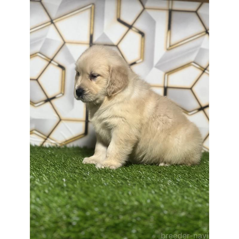 販売中の静岡県のゴールデンレトリーバー-428641の8枚目