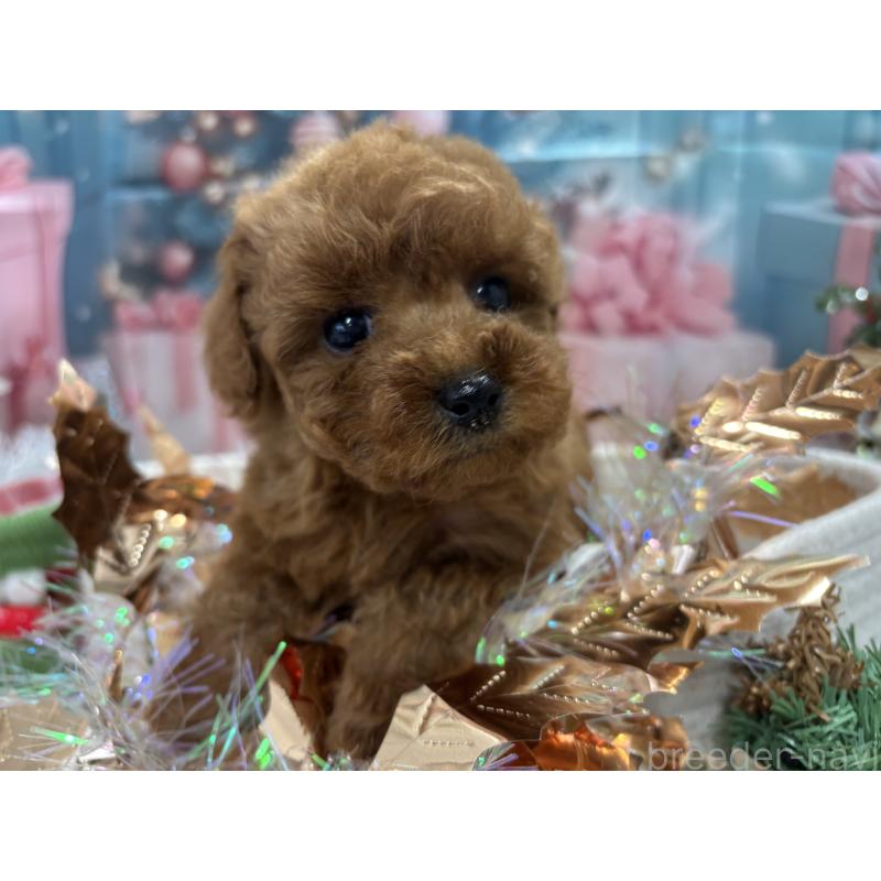 成約済の栃木県のトイプードル-423580の6枚目