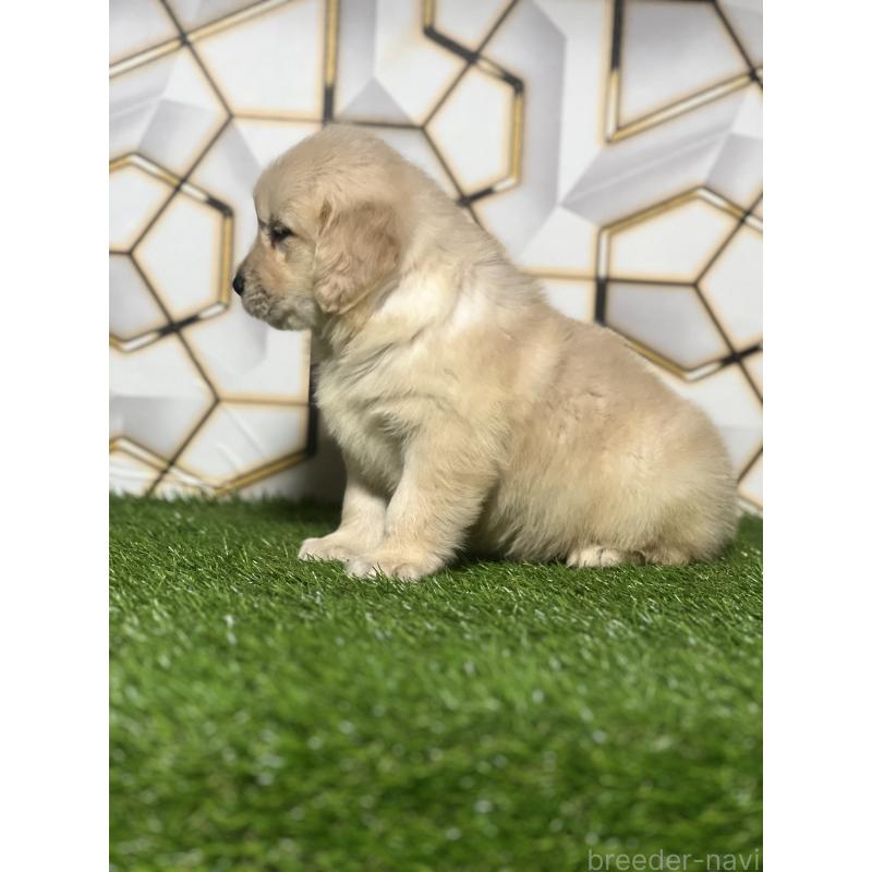 販売中の静岡県のゴールデンレトリーバー-428641の7枚目