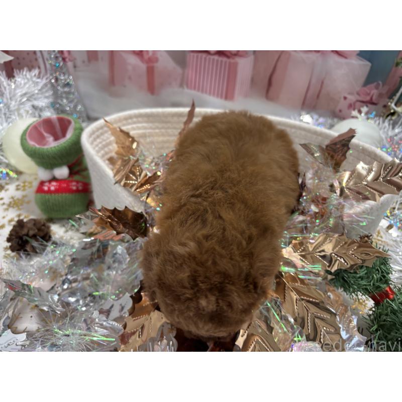 成約済の栃木県のトイプードル-423580の5枚目