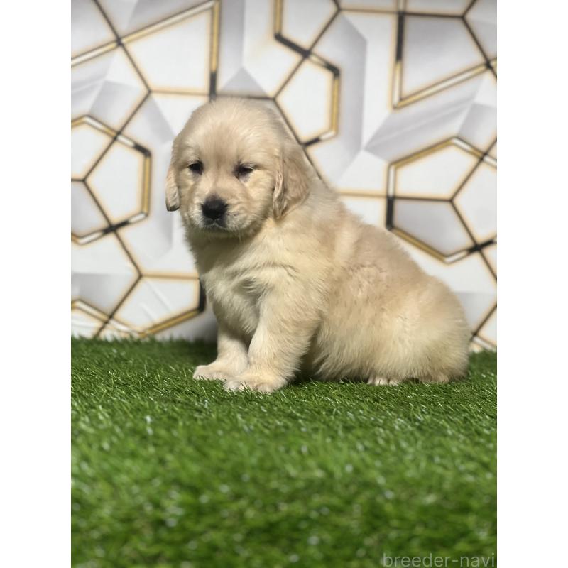 販売中の静岡県のゴールデンレトリーバー-428641の6枚目