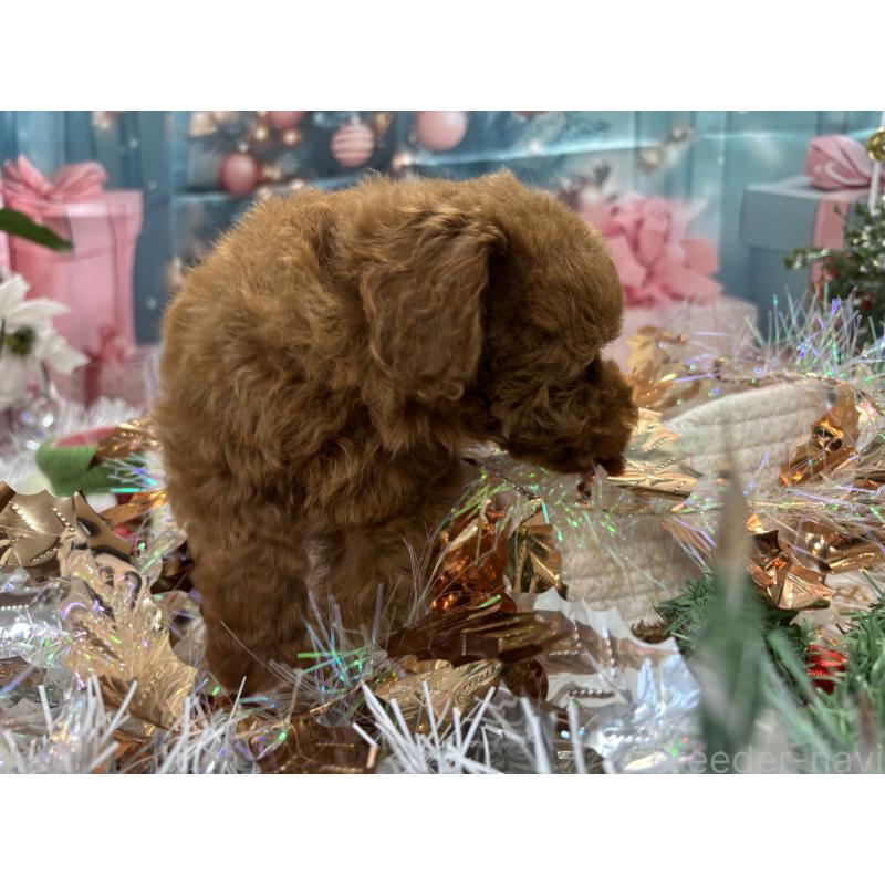 成約済の栃木県のトイプードル-423580の4枚目