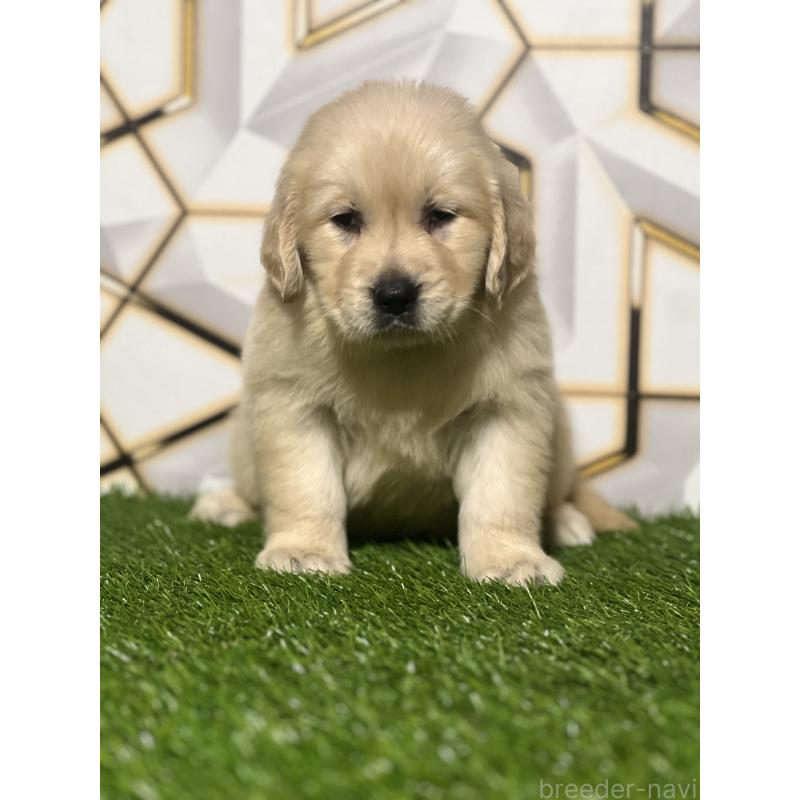 販売中の静岡県のゴールデンレトリーバー-428641の5枚目