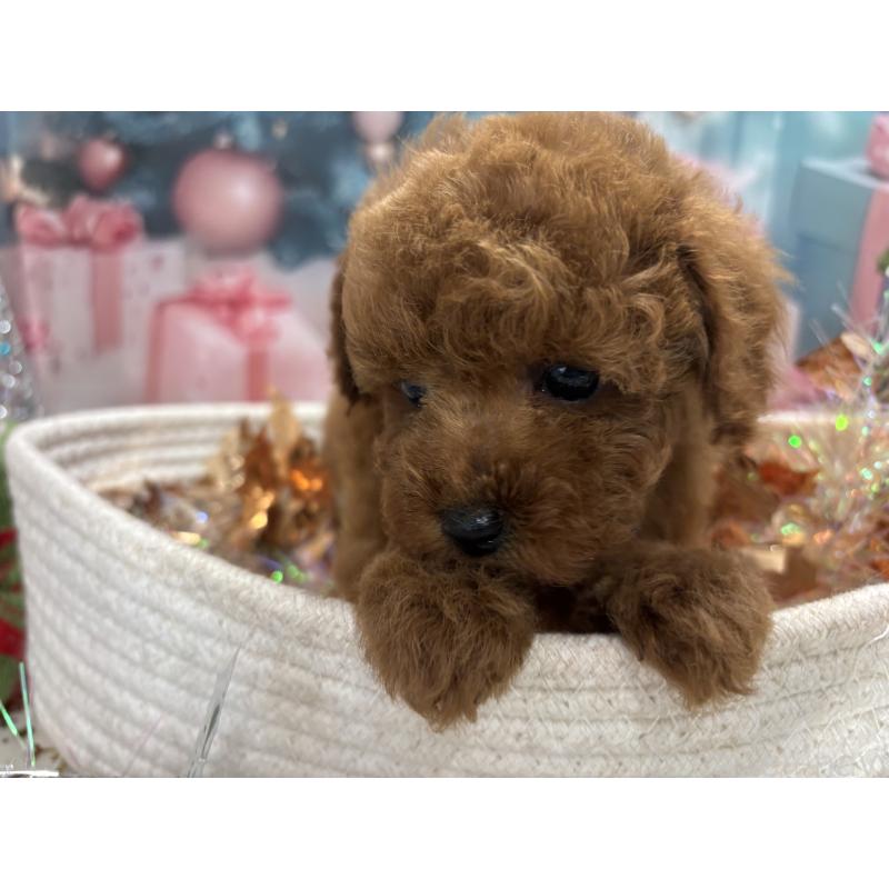 成約済の栃木県のトイプードル-423580の3枚目