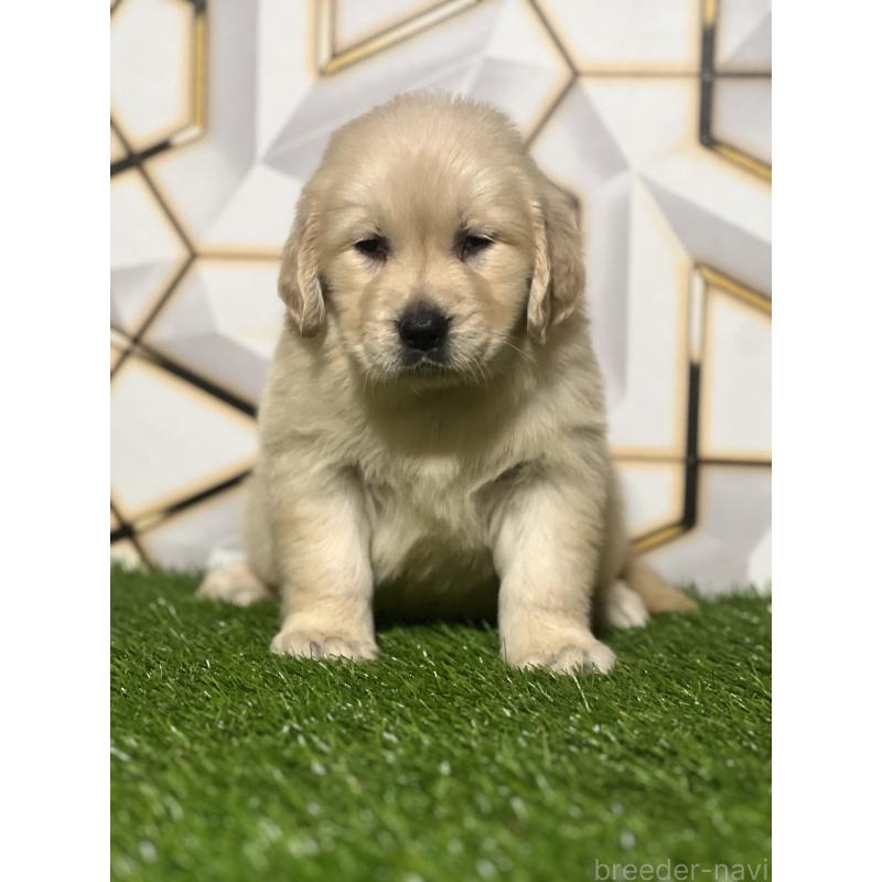 販売中の静岡県のゴールデンレトリーバー-428641の4枚目