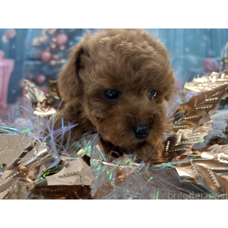 成約済の栃木県のトイプードル-423580の2枚目