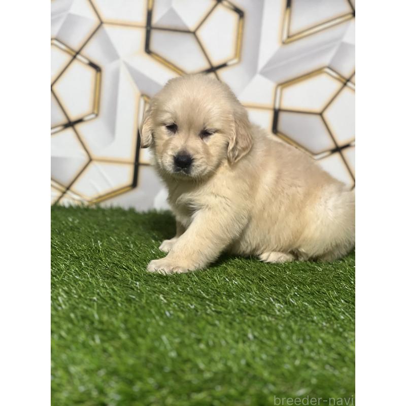 販売中の静岡県のゴールデンレトリーバー-428641の3枚目