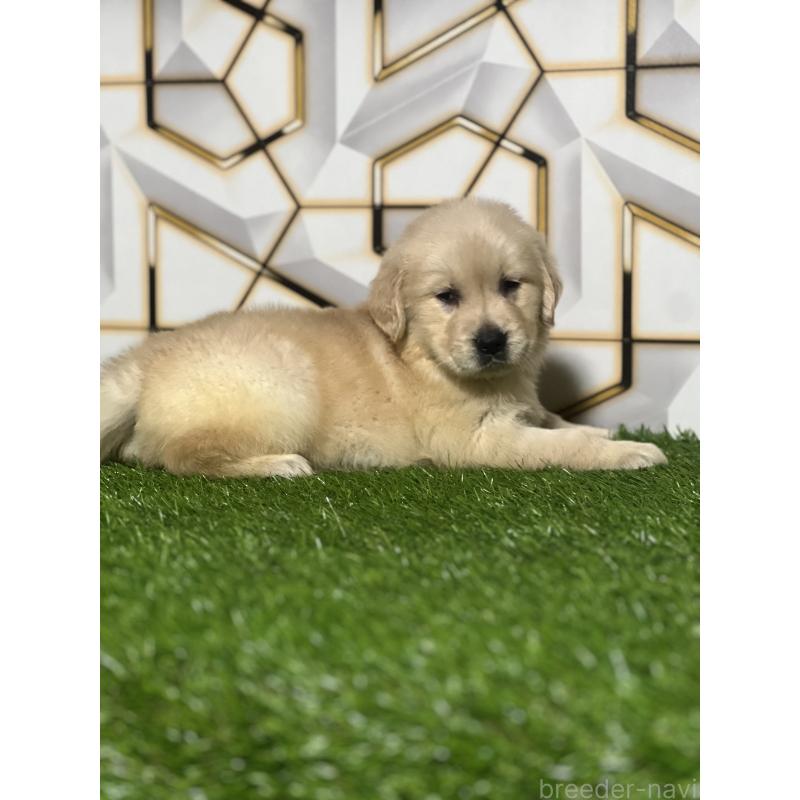 販売中の静岡県のゴールデンレトリーバー-428641の2枚目