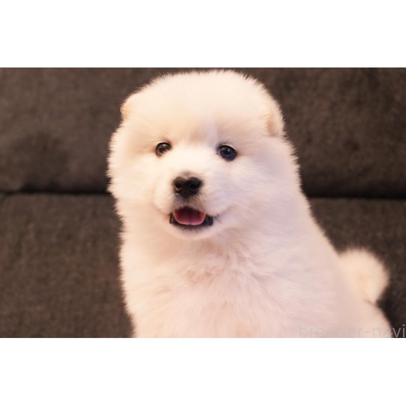 販売中の群馬県のサモエド-424053の10枚目