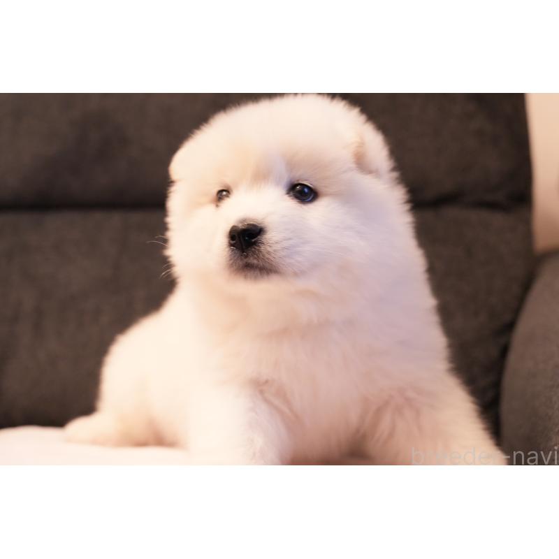 販売中の群馬県のサモエド-424053の9枚目