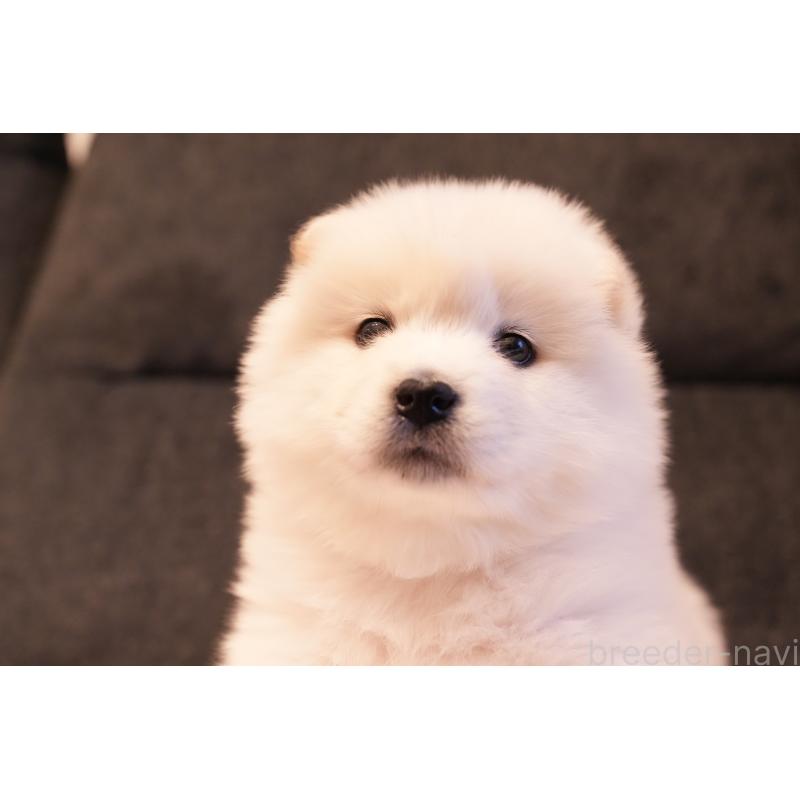 販売中の群馬県のサモエド-424053の8枚目