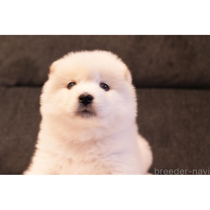 販売中の群馬県のサモエド-424053の7枚目