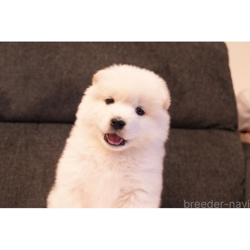 販売中の群馬県のサモエド-424053の6枚目