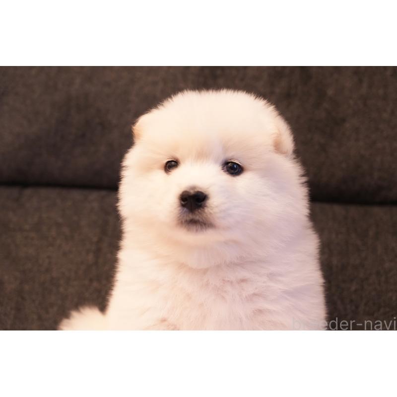 販売中の群馬県のサモエド-424053の5枚目