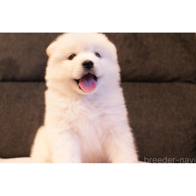 販売中の群馬県のサモエド-424053の2枚目