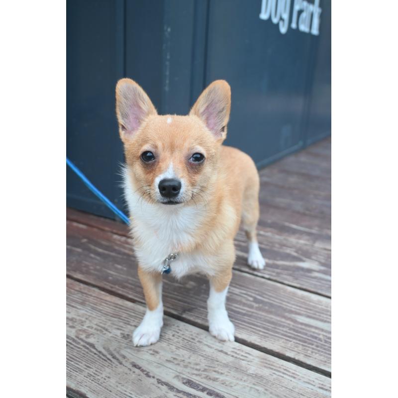 販売中の山口県のミックス犬-400664の5枚目