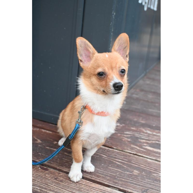 販売中の山口県のミックス犬-400664の4枚目